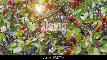 Chinesische apple tree mit kleinen Äpfeln, himmlischen Äpfel, Nahaufnahme, Herbst, schöne Stockfoto