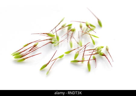 Samen mit Haken von einem Wasser avens Geum rivale Anlage auf weißem Hintergrund Stockfoto