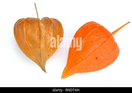 Helles orange Samenkapseln aus der chinesischen Laternen Pflanzen Physalis alkekengi Stockfoto