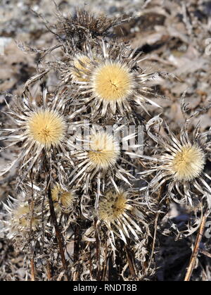 Saatgut aus der Silver thistle Anlage Carlina acaulis Stockfoto