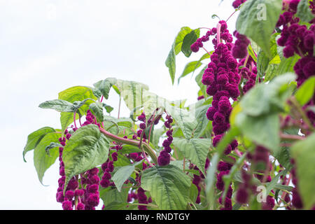 Blume und Pflanze rot big Amaranth, Nahaufnahme, botanischen, Blüte Stockfoto