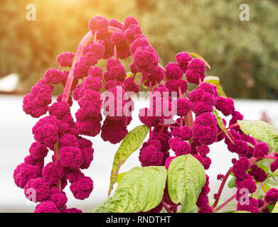 Blume und Pflanze rot big Amaranth, Nahaufnahme, botanischen, blühen und Sonne, amaranthus, natürliche Stockfoto