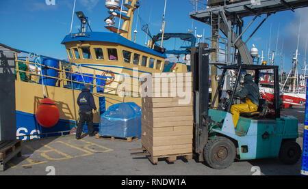 Stapler Entladen eines Trawlers am Kai. Union Halle West Cork Irland Stockfoto