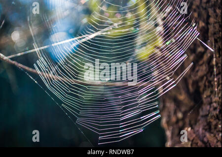 Spiderweb auf einem Ast an einem sonnigen Tag der Frühling Stockfoto