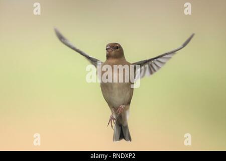 Weibliche Buchfink (Fringilla coelebs) schwebt in Waldrand. Februar 2019, Gloucestershire, VEREINIGTES KÖNIGREICH Stockfoto