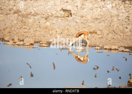 Springbock (Antidorcas marsupialis) am Wasserloch (black-backed Jackal im Hintergrund) Stockfoto