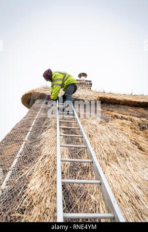 Cambridgeshire, Großbritannien. 18 Feb, 2019. Die strohgedeckten Dach einer alten Ferienhaus Bauernhaus auf Lark Rise Farm wird repariert. Chris Pepper und sein Team arbeiten das denkmalgeschützte Gebäude zu rethatch, Teile aus dem 14. Jahrhundert stammt. Der erfahrene Handwerker mit langem Stroh der Grat wieder aufzubauen und die wichtigsten Teile des Dachs. Credit: Julian Eales/Alamy leben Nachrichten Stockfoto