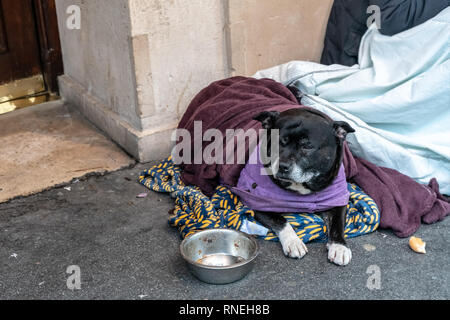 Einen deprimierten Hund allein liegen auf der Straße Angstgefühle und einsam im Schlafsack und warten auf das Essen. Das Konzept der Obdachlosigkeit, nutzlosigkeit einer Stockfoto