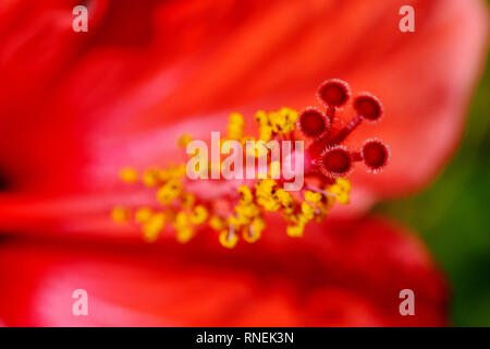 Nahaufnahme auf ein roter Hibiskus Blume Stockfoto