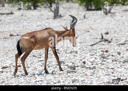 Rote Kuhantilope (Alcelaphus Buselaphus Caama) Stockfoto