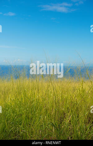 Gras mit dem Ozean Hintergrund, Kauai, Hawaii Stockfoto