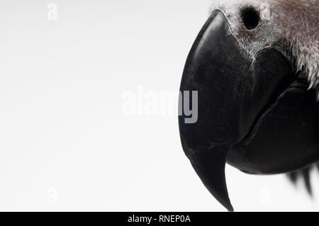 Eine Nahaufnahme von einem Papagei Schnabel Stockfoto