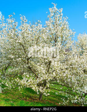 Weiße Blüte Magnolienbäume mit Blumen im Frühling Stockfoto