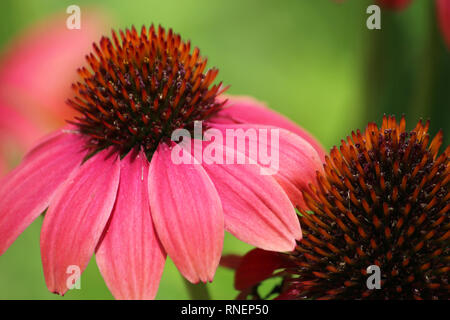 Makroaufnahme von Lachs Echinacea Blumen in voller Blüte Stockfoto