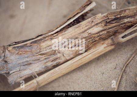 In der Nähe von treibholz an einem Sandstrand. Stockfoto