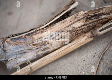 In der Nähe von treibholz an einem Sandstrand. Stockfoto
