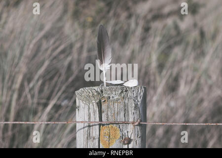 Ein Vögel federleicht und Steine auf einem hölzernen Pfosten. Stockfoto