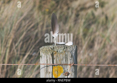 Ein Vögel federleicht und Steine auf einem hölzernen Pfosten. Stockfoto