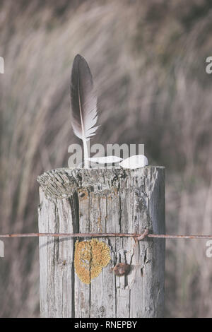 Ein Vögel federleicht und Steine auf einem hölzernen Pfosten. Stockfoto