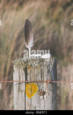 Ein Vögel federleicht und Steine auf einem hölzernen Pfosten. Stockfoto