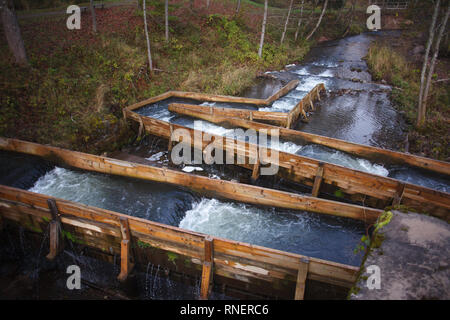 Fischtreppen Beihilfen Lachs auf ihren vorderen Migration auf kleinen Fluss Stockfoto