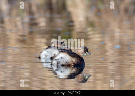 Wenig Haubentaucher (Tachybaptus ruficollis) überwintern an der Donau Dam in der Nähe von Bratislava, Slowakei Stockfoto