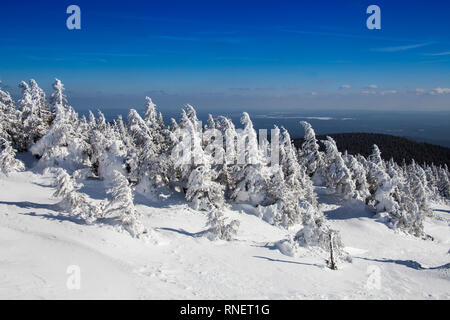 Schneebedeckte Bäume auf Mt Brocken, Harz, Sachsen-Anhalt, Deutschland, Europa Stockfoto