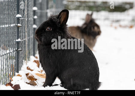 Ein schwarzer Zwerg Kaninchen (löwenkopf) sitzen im Schnee Stockfoto
