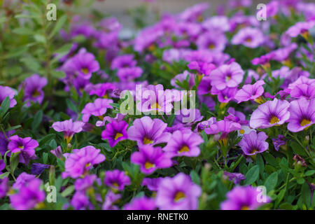 Calibrocha (Million Bells) in voller Blüte in einer Baumschule. Stockfoto