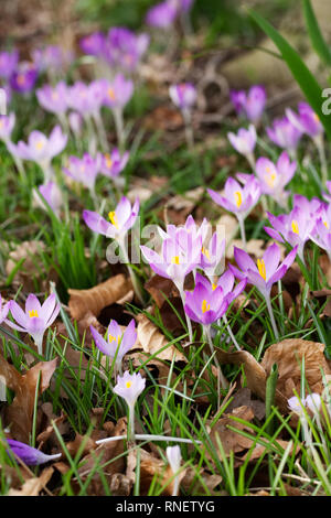 Krokusse in den Rasen. Stockfoto