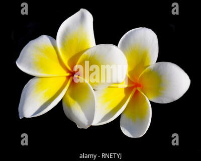 Weiße Blumen frangipani Plumeria acutifolia auf schwarzem Hintergrund Stockfoto