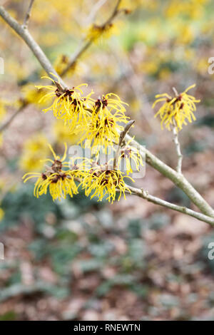 Hamamelis x intermedia 'Barmstedt Gold'. Zaubernuss Blumen. Stockfoto