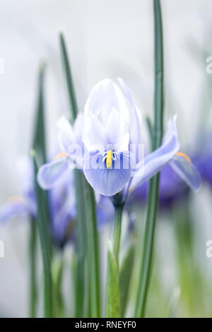 Iris reticulata 'Alida 'Blumen im späten Winter gegen eine weiße Wand. Stockfoto