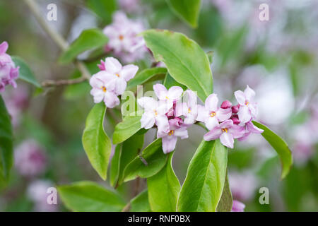 Daphne Bholua 'Peter Smithers' Blumen. Stockfoto