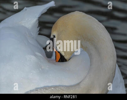 Nach Mute swan Putzen. Stockfoto