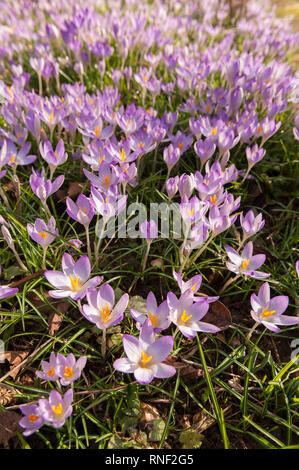 Am frühen Morgen Frühlingssonne Ursachen Frühzeitige woodland lila Krokusse bis zu öffnen mit Safran und Pollen, Crocus tommasinianus, in naturalistischen Drift Stockfoto