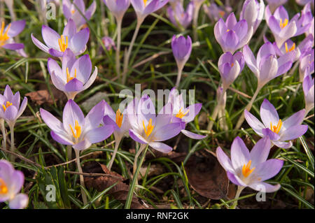 Am frühen Morgen Frühlingssonne Ursachen Frühzeitige woodland lila Krokusse bis zu öffnen mit Safran und Pollen, Crocus tommasinianus, in naturalistischen Drift Stockfoto