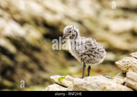 Küken von Red-billed Gull stehend auf Felsen, Kaikoura Halbinsel, Südinsel, Neuseeland. Dieser Vogel ist in Neuseeland. Stockfoto