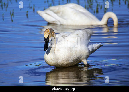 Trumpeter Swans (Cygnus buccinator) im Yellowstone National Park, Wyoming, USA Stockfoto