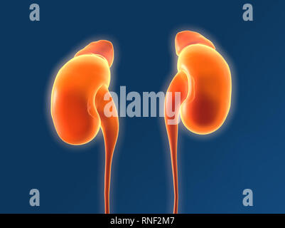 Diese medizinisch 3D-Illustration, die mit der menschlichen Niere Harnleiter und Nebennieren Stockfoto