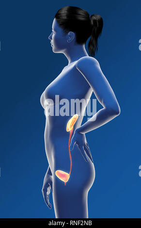 Harnwege einer Frau, Niere, Nebenniere, Arterien, Venen, Harnleiter, Harnblase, Illustration, 3D, weiblich, Medizinisch, Anatomie, Stockfoto
