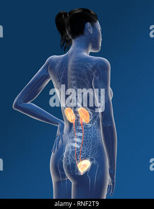 Harnwege einer Frau mit Niere, Nebenniere, Arterie und Harnblase. Medizinisch Abbildung. Stockfoto