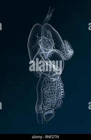 Harnleiter, Harnsteine, Nierensteine Nieren, Harnwege einer Frau mit Niere, Nebenniere, Arterien, Venen, Harnleiter, Harnblase, Illustration, 3D, f Stockfoto