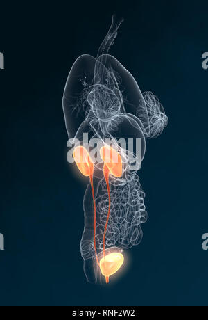 Harnleiter, Harnsteine, Nierensteine Nieren, Harnwege einer Frau mit Niere, Nebenniere, Arterien, Venen, Harnleiter, Harnblase, Illustration, 3D, f Stockfoto