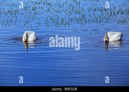 Trumpeter Swans (Cygnus buccinator) im Yellowstone National Park, Wyoming, USA Stockfoto