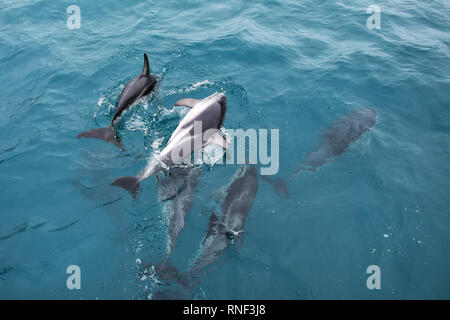 Dusky Delfine vor der Küste von Kaikoura, Neuseeland. Kaikoura ist ein beliebtes Reiseziel für beobachten und mit Delphinen schwimmen. Stockfoto