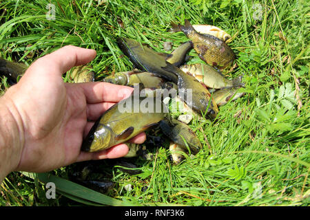 Schleie und Karauschen gefangen auf grünem Gras. Erfolgreich angeln. Reichen Fang von Fischen. Glück Angeln. Gefangene Fische nach Glück Angeln Stockfoto