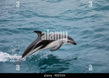 Dusky Dolphin Schwimmen von der Küste von Kaikoura, Neuseeland. Kaikoura ist ein beliebtes Reiseziel für beobachten und mit Delphinen schwimmen. Stockfoto