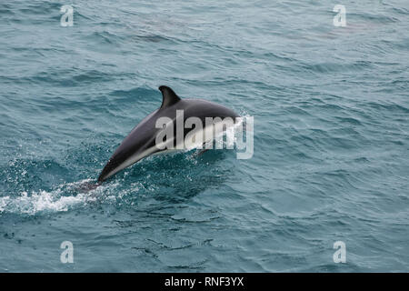 Dusky Dolphin Schwimmen von der Küste von Kaikoura, Neuseeland. Kaikoura ist ein beliebtes Reiseziel für beobachten und mit Delphinen schwimmen. Stockfoto