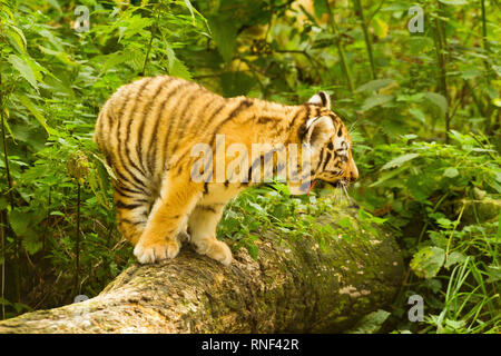 Amur/Sibirische Tiger Cub (Panthera tigris Altaica), stehend auf einem Baum Gähnen Stockfoto